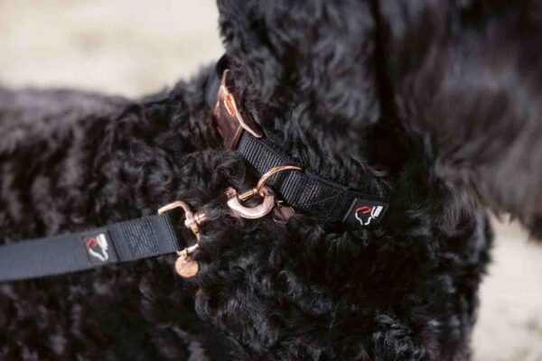 HKM Dog collar - Anam Cara- Nylon Black/Rose Gold - Image 2