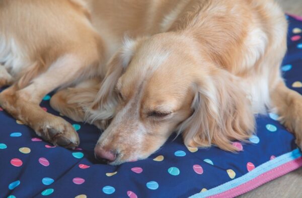 Digby & Fox Waterproof Dog Bed 100cm - Image 2